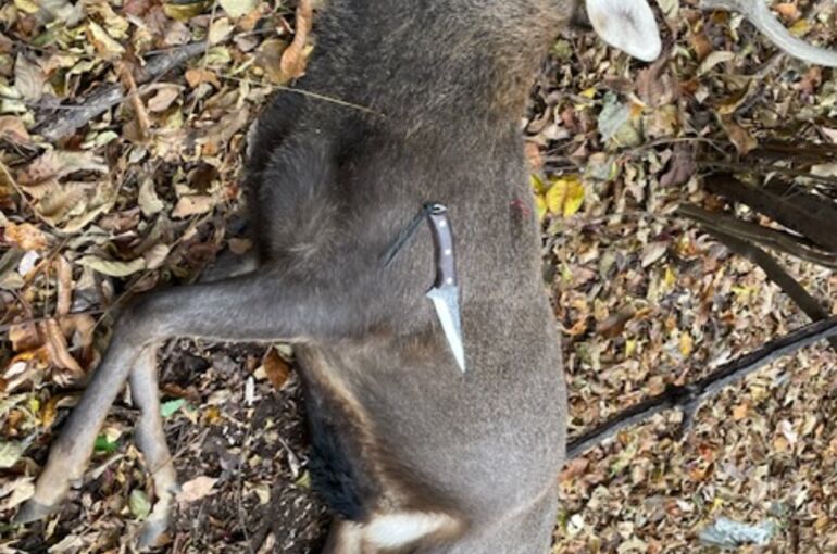 5B1D887A-BFBC-498A-BD25-26D1B0171B0F